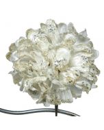 Tett Flott Creme & Hvit Dahlia Med Klips
