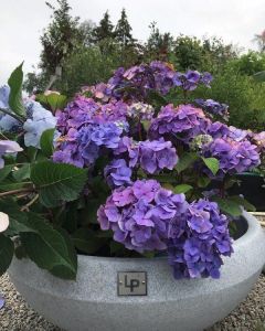 Dråpe Lav - Blomster - Lys Granitt
