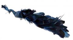 Lang Vakker Mørkblå Påfugl